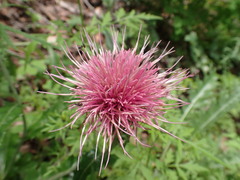 Cirsium wheeleri
