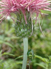 Cirsium wheeleri