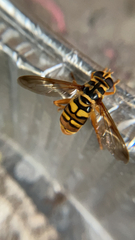 Milesia virginiensis