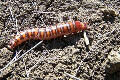 Coleoptera