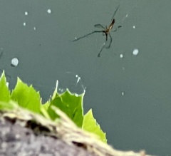 Tetragnatha laboriosa