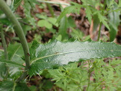 Cirsium wheeleri