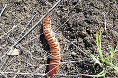Coleoptera