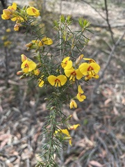 Dillwynia retorta