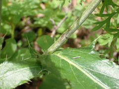 Cirsium wheeleri