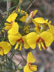 Dillwynia retorta