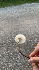 Taraxacum erythrospermum