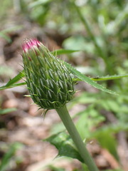 Cirsium wheeleri