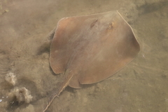 Hemitrygon fluviorum