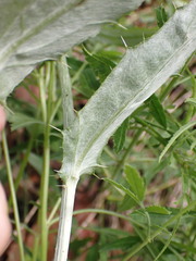 Cirsium wheeleri