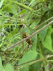 Polistes carnifex