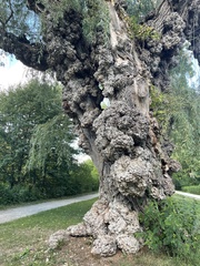 Agrobacterium radiobacter