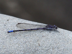Argia emma