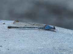 Argia lugens