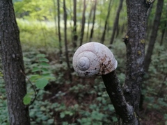 Helix pomatia