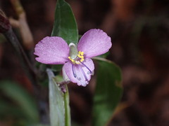 Commelina dianthifolia