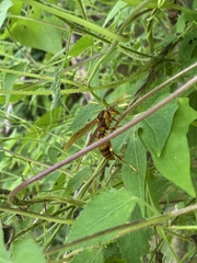 Polistes carnifex