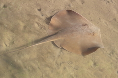 Hemitrygon fluviorum