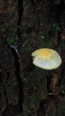 Hygrophorus chrysodon
