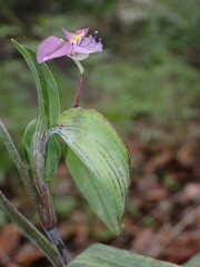 Commelina dianthifolia