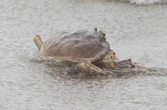 Metacarcinus magister