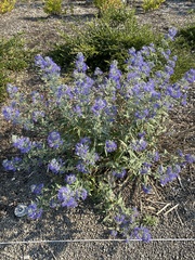 Caryopteris