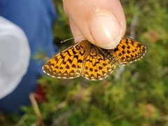 Boloria chariclea
