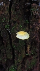 Hygrophorus chrysodon