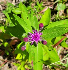 Vernonia missurica