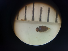 Atomaria