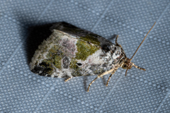 Maliattha synochitis