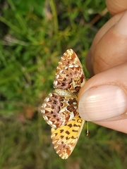Boloria chariclea