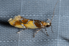 Epicallima argenticinctella