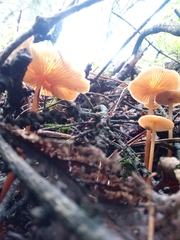 Heimiomyces tenuipes