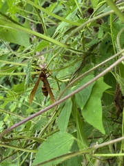 Polistes carnifex