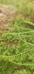 Phyllanthaceae