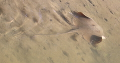 Hemitrygon fluviorum