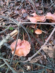 Heimiomyces tenuipes