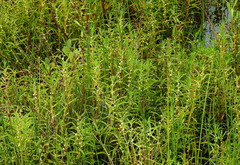 Proserpinaca palustris