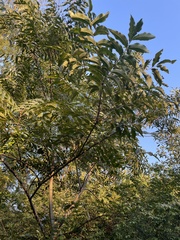 Carya aquatica