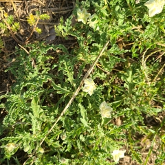 Chamaesaracha coniodes