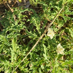 Chamaesaracha coniodes