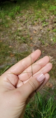 Leersia