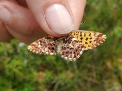 Boloria chariclea