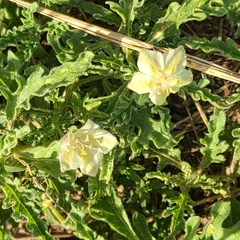 Chamaesaracha coniodes