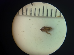Anoscopus