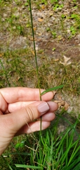 Leersia