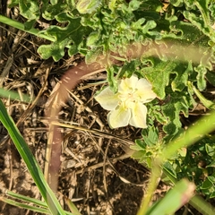 Chamaesaracha coniodes