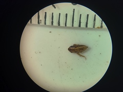 Anoscopus