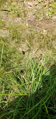Leersia